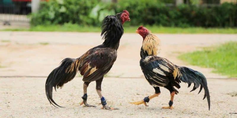Các loại hình chiến kê 69VN