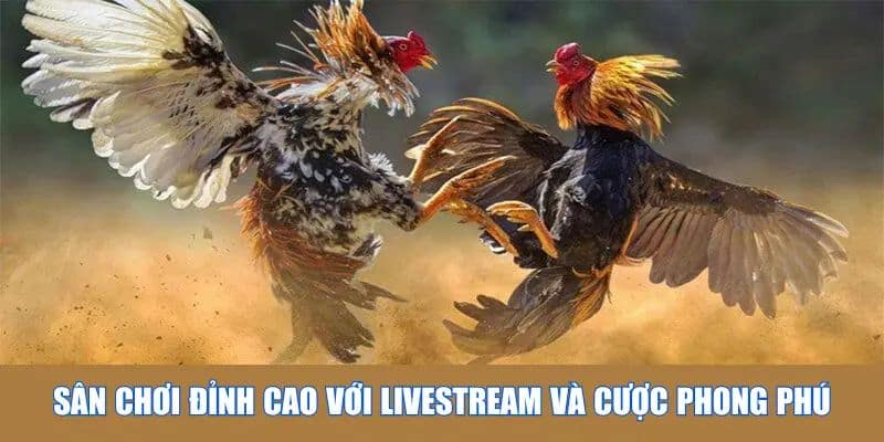 Trận đấu kê online gay cấn